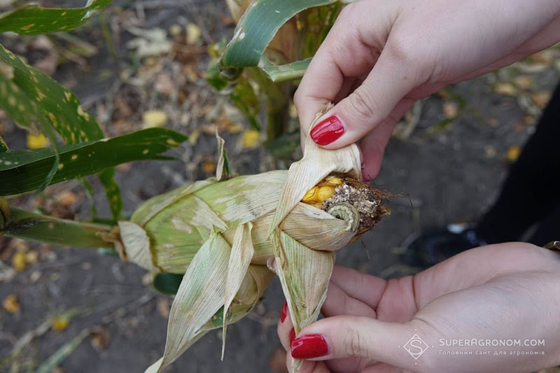 Гусінь стеблового метелика на качані кукурудзи